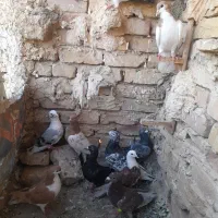 تعداد ۳تا ۴تاش جوانه ماباقی نر هوایی بزن