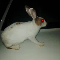 خرگوش نر سالم