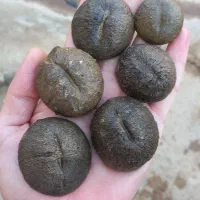 تعدای فسیل کلکسیونی|جواهرات|خرمآباد, |دیوار