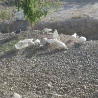 فروش کبوتر|پرنده|سی‌سخت, |دیوار