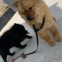 چاوچاو