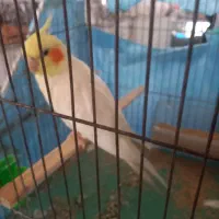عروس هلندی سخنگو|پرنده|نهاوند, |دیوار