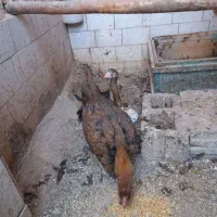 مرغ لاری|حیوانات مزرعه|ایواوغلی, |دیوار