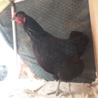 مرغ محلی|حیوانات مزرعه|شیراز, کوشک میدان|دیوار