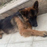سگ ژرمن اصل