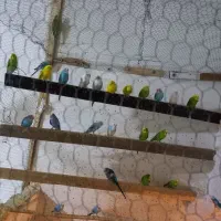 مرغ عشق