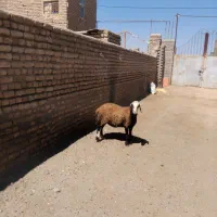 کاوور عروس پلنگی توقولی بروجرد میش