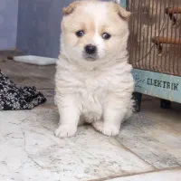 سگ پامرروباهی توله|سگ|مشهد, جلالیه|دیوار