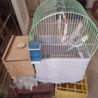 عروس هلندی مولد با قفس و تخم|پرنده|سراب, |دیوار