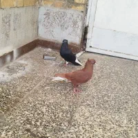 پرنده|پرنده|اهواز, منازل کارون|دیوار