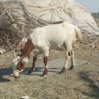 حیوانات مزرعه|حیوانات مزرعه|کهنوج, |دیوار