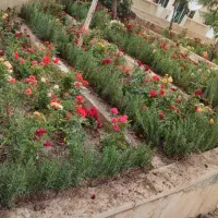 خدمات باغبانی کاشت گل وگیاه باغچه کاری درخت کاری