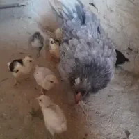 جوجه خروس مرغ