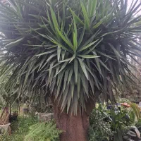 فروش پالم یوکا یاس نخل گیاهان زینتی بدون واسطه|خدمات باغبانی و درختکاری|تهران, سعادت‌آباد|دیوار