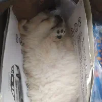 سگ فنجانی|سگ|کرمانشاه, |دیوار