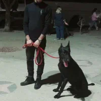 آموزش سگ|خدمات آموزشی|بندرعباس, |دیوار