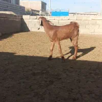 یک عدد بزفروشی فقط تماس