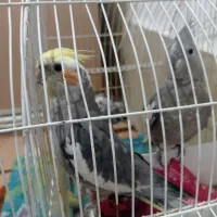 عروس هلندی و مرغ عشق