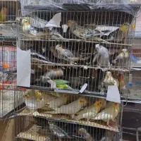 عروس هلندی