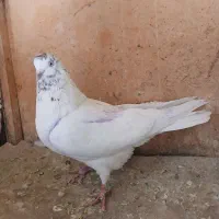 کبوتر|پرنده|تهران, شهرک رضویه|دیوار