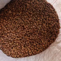 بادام درختی تلخ  کوهی150 کیلو فروشی دارم