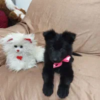 توله ژرمن بلک شپرد دوماهه