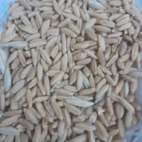 گندم سه گونی