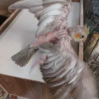 واگذاری عروس