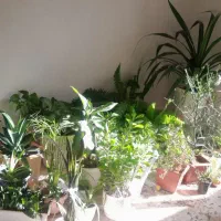 فروش گل طبیعی