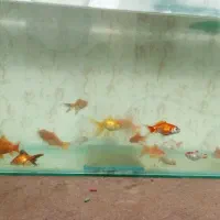 تعدادی ماهی گلدفیش خوشگل