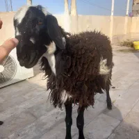 یک راس گوسفنده بره نر ۳۰ کیلو