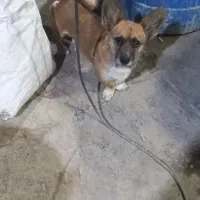 واگذاری سگ|سگ|پاکدشت, خاتون آباد|دیوار