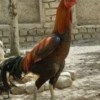 مرغ و خروس لاری|حیوانات مزرعه|مشهد, دهشک|دیوار
