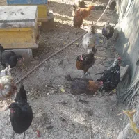 مرغ خروس  محلی