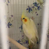 عروس هلندی|پرنده|رشت, دباغیان|دیوار