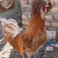 خروس|حیوانات مزرعه|کشکوئیه, |دیوار