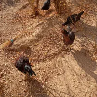 مرغ یا خروس لاری