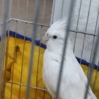 عروس هلندی البینو|پرنده|ایلام, |دیوار