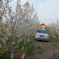 باغ 1200 متری اسجیل زیبا|فروش خانه و ویلا|گلمکان, |دیوار