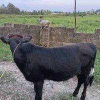 کلچه دورگ بسیار سالم و فقیر