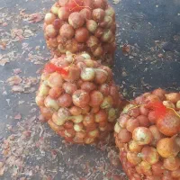 تامین پیاز زرد صادراتی بناب