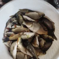 بچه ماهی کپور و آمور|عمدهفروشی|سنگر, |دیوار