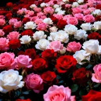 وام ۲۰۰میلیونی قرعه کشی (صندوق خانگی)