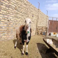 شیشک بروجردی اصیل|حیوانات مزرعه|تایباد, |دیوار