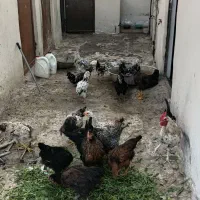 مرغ و خروس محلی و گلین