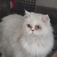 پرشین