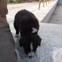 واگذاری توله نر قدرجونی