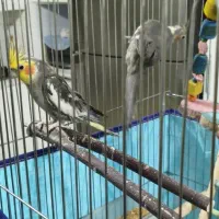 عروس هلندی همراه با قفس|پرنده|بندرعباس, |دیوار