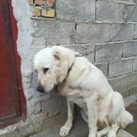 سگ گمشده|حیوانات|گنبد کاووس, |دیوار