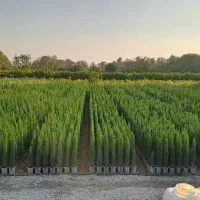 فروش انواع نهال های اراز قیمت